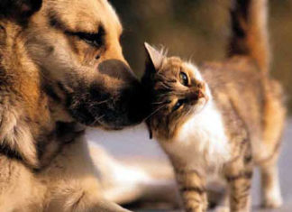 Las mascotas sí aman