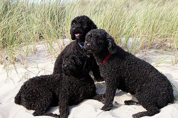 Perro de Aguas Español