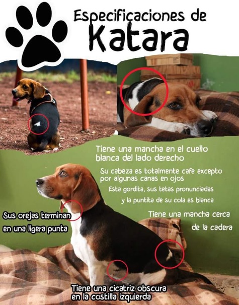 perrita extraviada